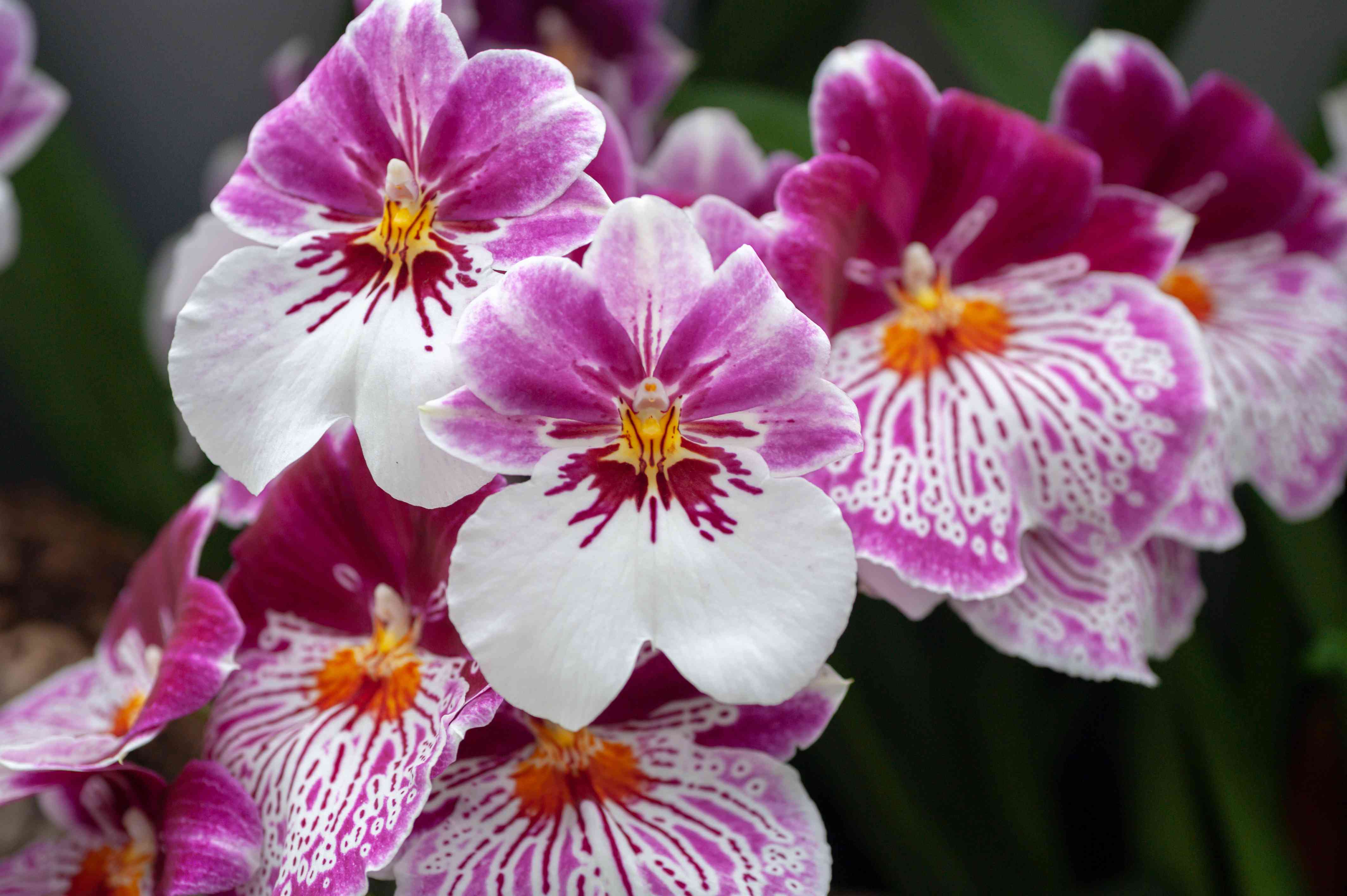 4 Different Miltonias - Live Orchid Plants