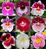4 Different Miltonias - Live Orchid Plants