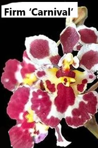 Individual Mini Orchid - Tolumnia - Carnival