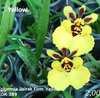 Individual Mini Orchid - Tolumnia - J. Firm Yellow