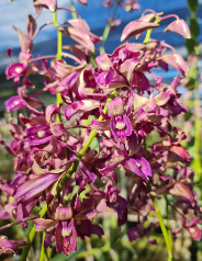 Individual Mini Orchid - Dendrobium - Nindii