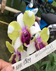 Individual Orchid - Dendrobium - Nopporn Star Bright #1529