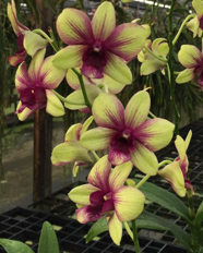 Individual Orchid - Dendrobium - Anucha Flare x Burana Green