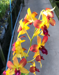 Individual Orchid - Dendrobium - Gift By God