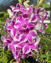 Individual Orchid - Dendrobium - Ekapol Splash '2049'