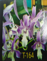 Individual Orchid - Dendrobium - King Cobra x Warawan