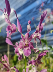 Individual Orchid - Dendrobium - King Caesarv