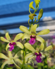 Individual Orchid - Dendrobium - Uthai Green