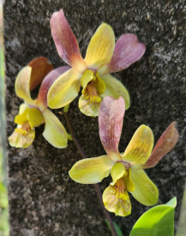 Individual Orchid - Dendrobium - Jairak Min