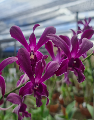 Individual Orchid - Dendrobium - Ceasar Red