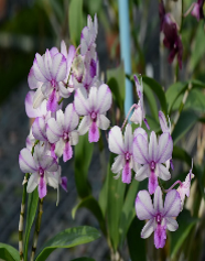 Individual Orchid - Dendrobium - Pop's Eye