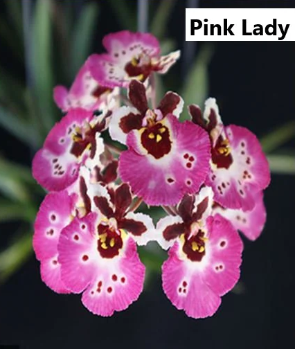 Individual Mini Orchid - Tolumnia - Pink Lady