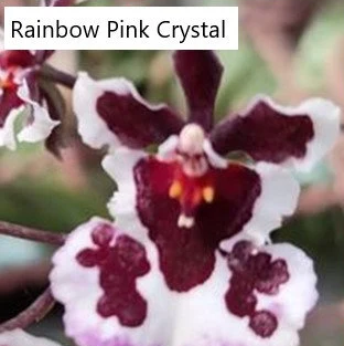 Individual Mini Orchid - Tolumnia - Rainbow Pink Crystal