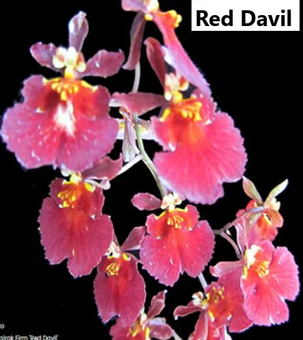 Individual Mini Orchid - Tolumnia - Red Davil