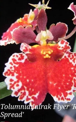 Individual Mini Orchid - Tolumnia - Red Spread