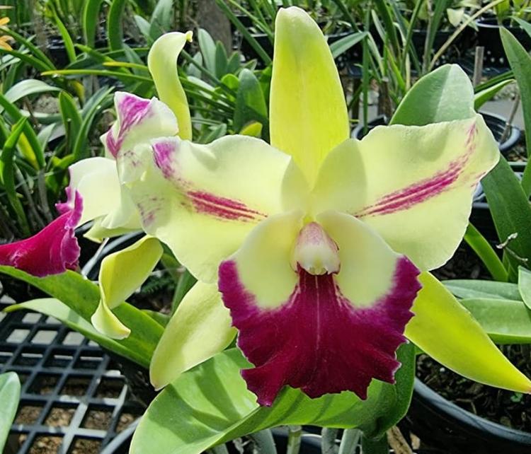 Individual Mini Orchid - Cattleya - Rlc Penny Helen