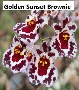 Individual Mini Orchid - Tolumnia - Golden Sunset Brownie