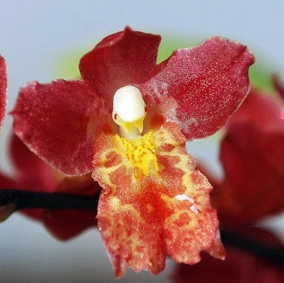 Individual Mini Oncidium - Lava Burst Puanani