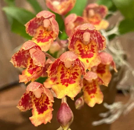 Individual Mini Oncidium - Lava Burst Sunrise