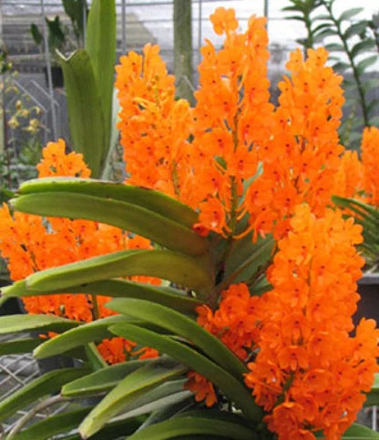 Individual Mini Vanda - A. Miniatum