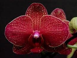 4 Different Phalaenopsis - Live Orchid Plants