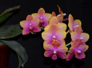 4 Different Phalaenopsis - Live Orchid Plants