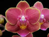 4 Different Phalaenopsis - Live Orchid Plants