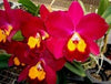 4 Different Cattleyas - Live Orchid Plants