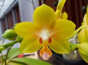 4 Different Phalaenopsis - Live Orchid Plants