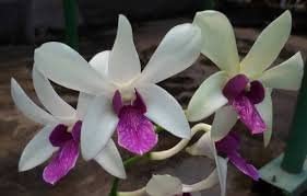 4 Different Dendrobiums - Live Orchid Plants