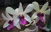 4 Different Dendrobiums - Live Orchid Plants