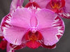 4 Different Phalaenopsis - Live Orchid Plants