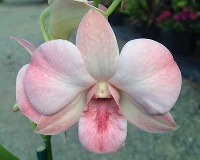 4 Different Dendrobiums - Live Orchid Plants