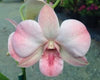 4 Different Dendrobiums - Live Orchid Plants