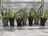 4 Different Cattleyas - Live Orchid Plants