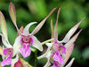 4 Different Dendrobiums - Live Orchid Plants