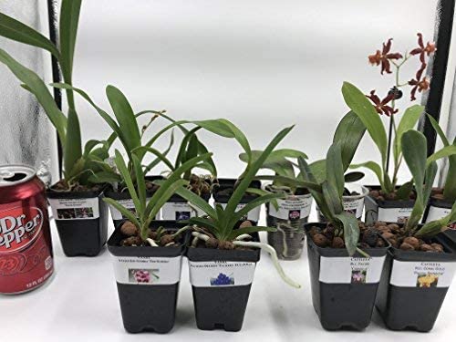 4 Different Cattleyas - Live Orchid Plants