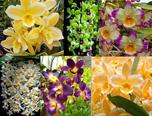 4 Different Dendrobiums - Live Orchid Plants