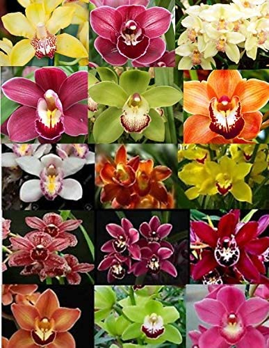 4 Different Cymbidiums - Live Orchid Plants