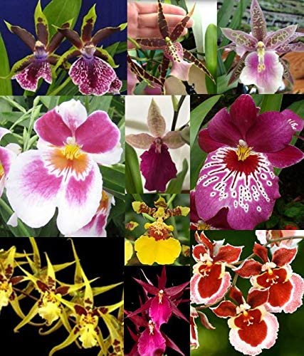 4 Different Oncidiums - Live Orchid Plants