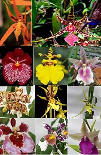 4 Different Oncidiums - Live Orchid Plants