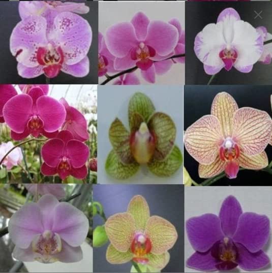 4 Different Phalaenopsis - Live Orchid Plants