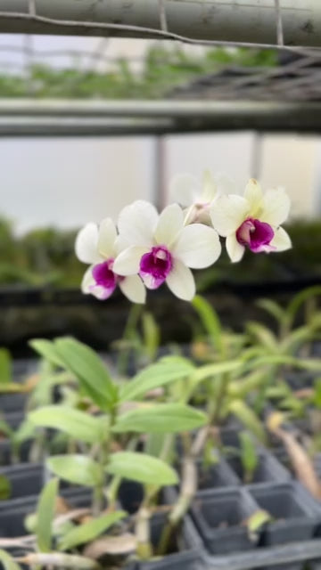 4 Different Dendrobiums - Live Orchid Plants