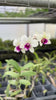 Load and play video in Gallery viewer, 4 Different Dendrobiums - Live Orchid Plants