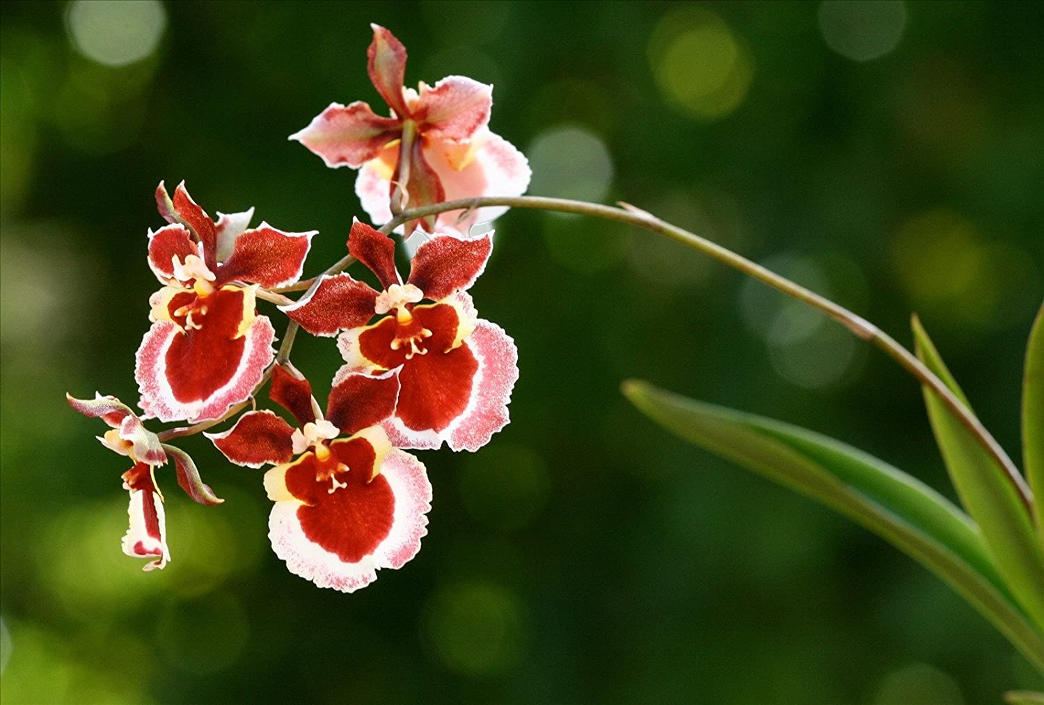 4 Different Oncidiums - Live Orchid Plants