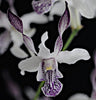 4 Different Dendrobiums - Live Orchid Plants