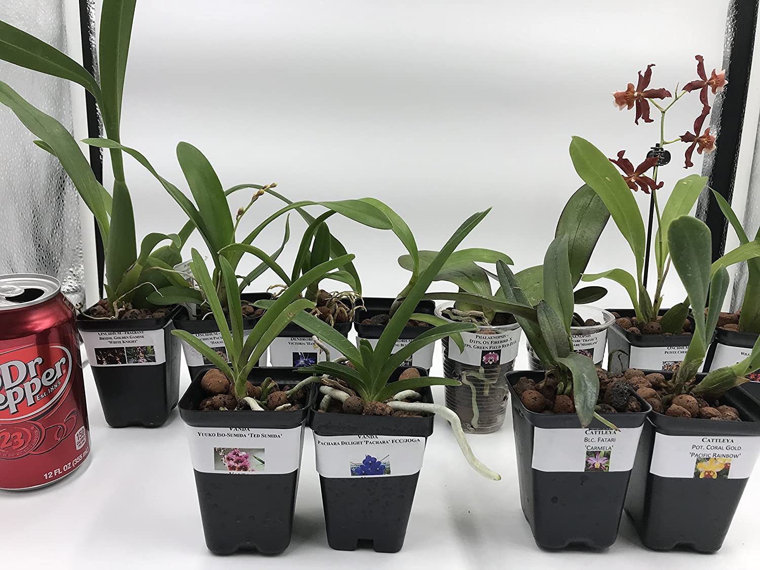 4 Different Vandas - Live Orchid Plants