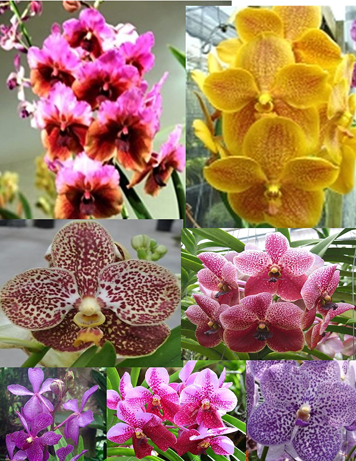 Discover Premium Rare Orchids: Exquisite Collectors’ Gems