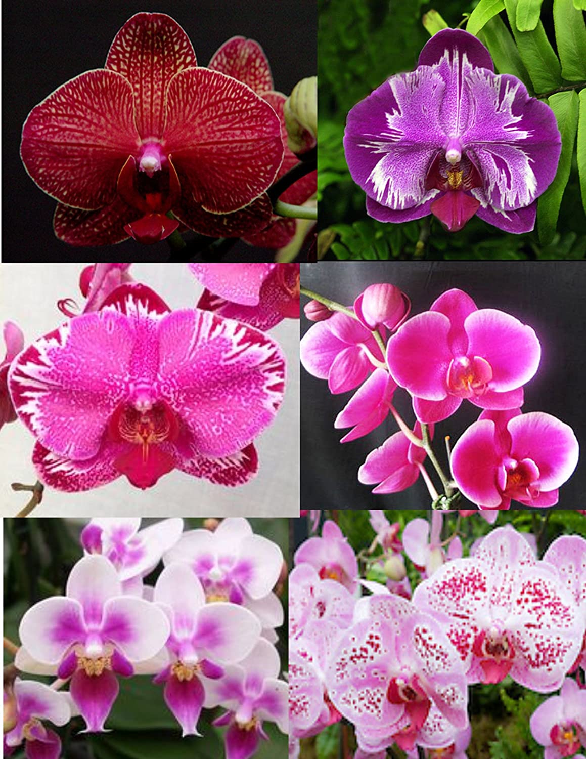 4 Different Phalaenopsis - Live Orchid Plants