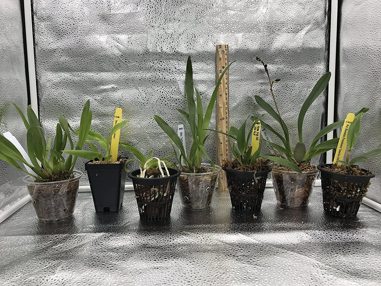 4 Different Cymbidiums - Live Orchid Plants